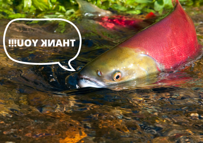 这幅图显示了一条鲑鱼在浅水小溪中游泳的画面. 在鲑鱼的左侧有一个演讲泡泡，上面写着“谢谢你!”